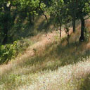 tree shadows sloping down a hill