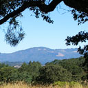 view of mountain through tree branch and accross meadow and tops of trees