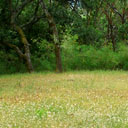 green meadow flanked by trees behind