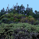 exposed roots with rocks on an upslope with trees behind