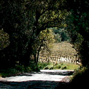 sloping hillsides with vinyard view through tunnel of trees