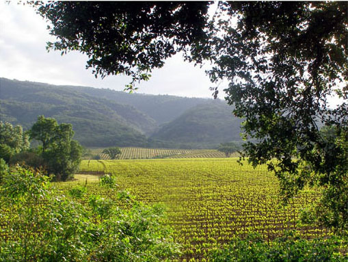 green vinyards running perpendicular to misty blue hills,
				seen beyond tree branches