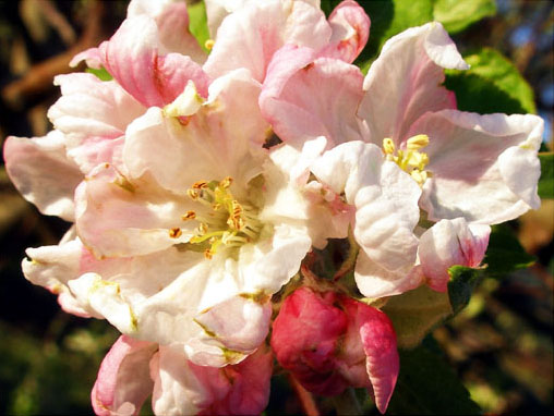 yellow staymen within pink blossoms