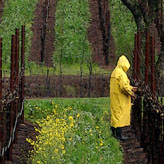 pruned wood lying in rows in vinyard