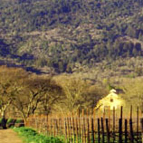 long edge of vinyard flanked by dirt road leading toward mountain