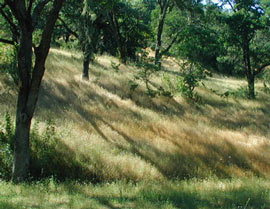 afternoon shadows of bare trees on hillside